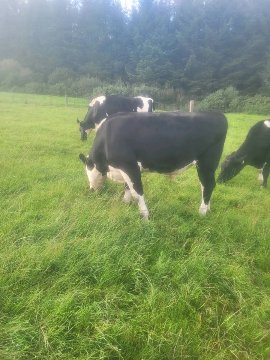 friesian  and hereford  bullocks - Image 3