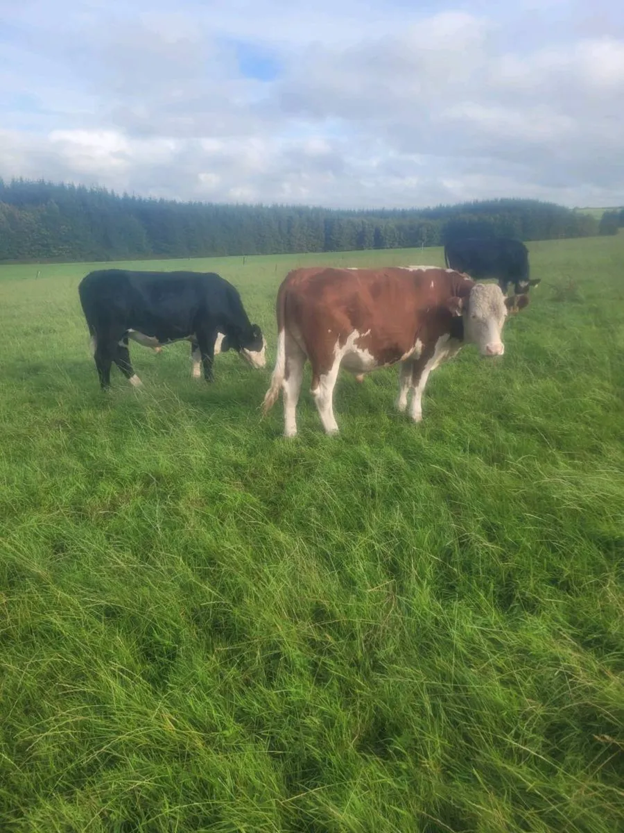 friesian  and hereford  bullocks - Image 4