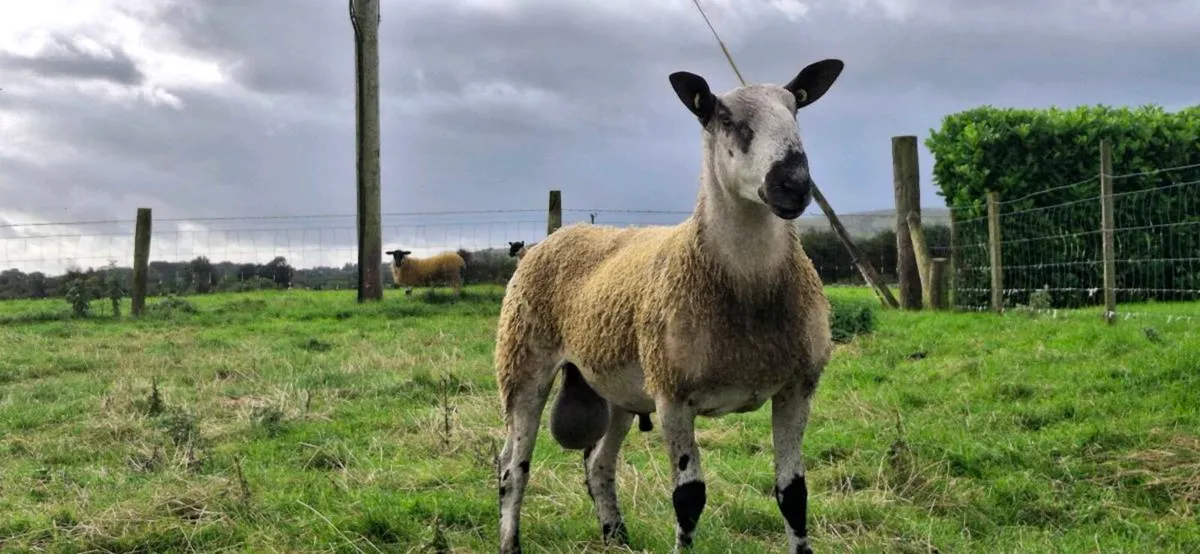BLUEFACED LEICESTER HOGGET RAMS - Image 2