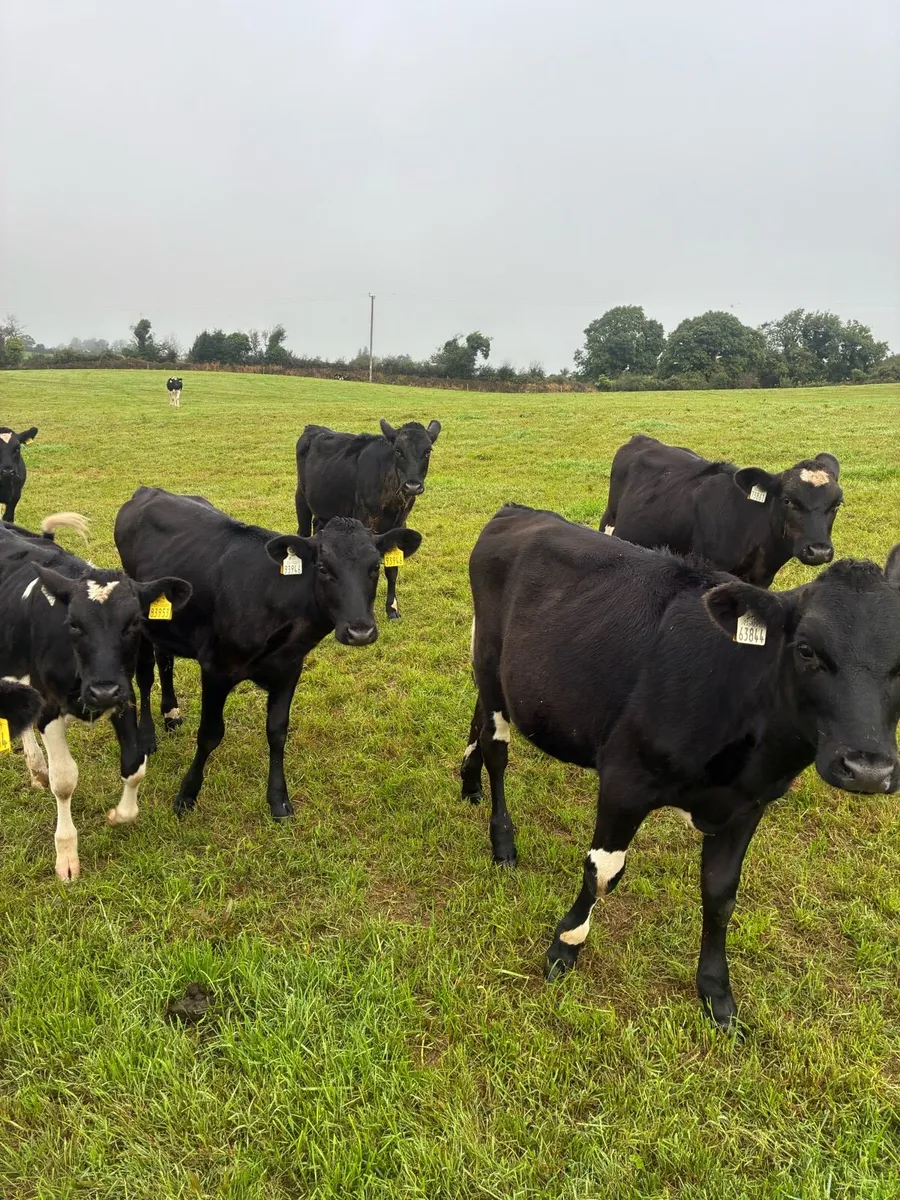 11 Frx heifer calves - Image 2