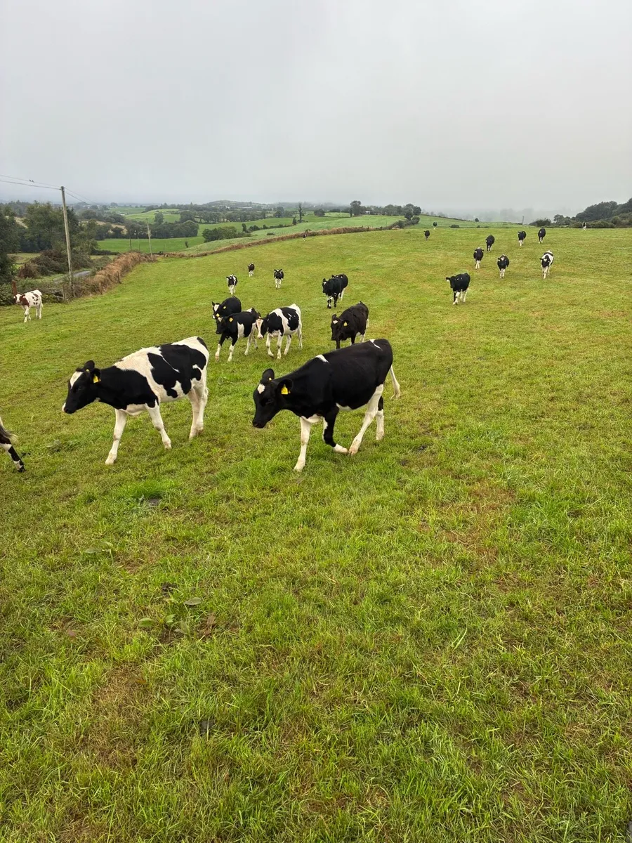 11 Frx heifer calves - Image 3