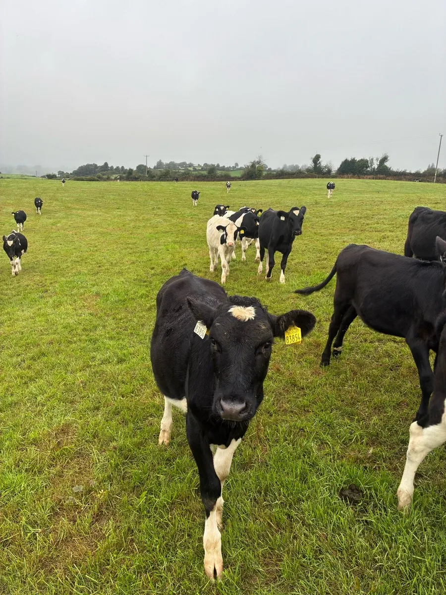 11 Frx heifer calves - Image 1