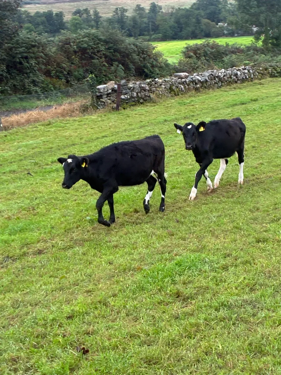 11 Frx heifer calves - Image 4