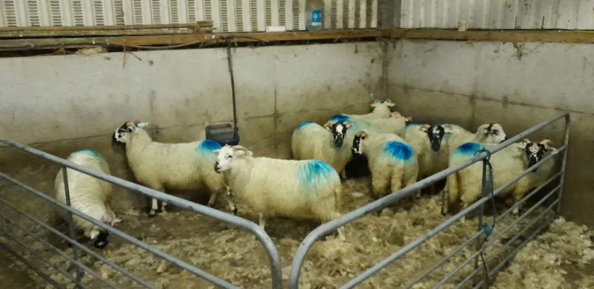 Scotch Ewe Lambs - Image 2