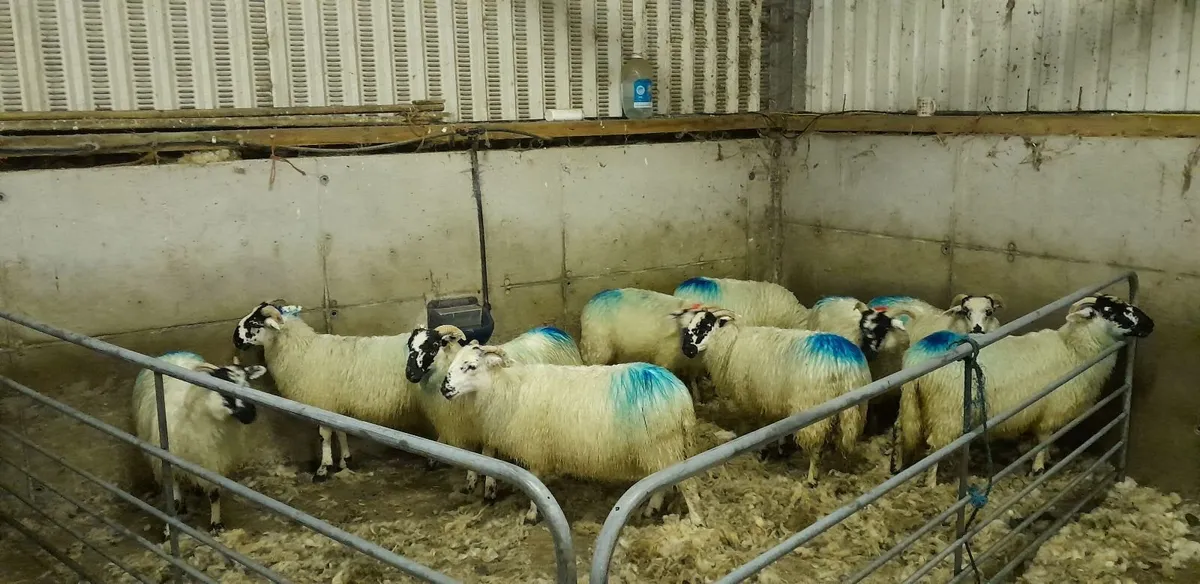 Scotch Ewe Lambs - Image 1