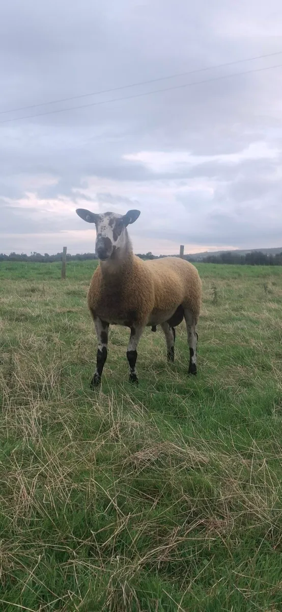 BLUEFACED LEICESTER HOGGET RAMS - Image 4