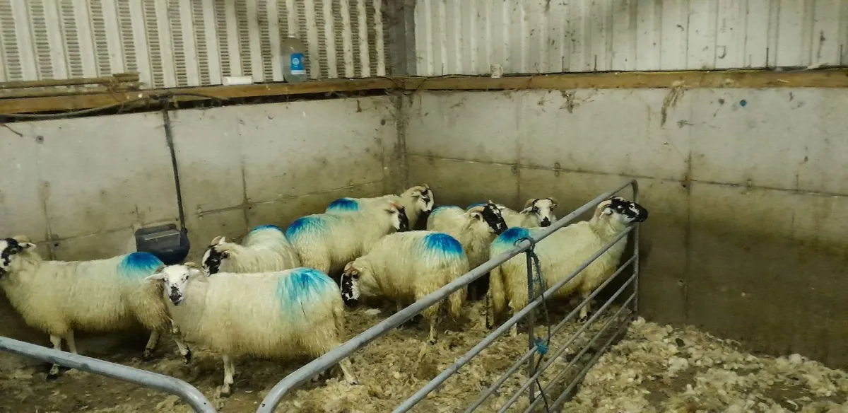 Scotch Ewe Lambs - Image 3