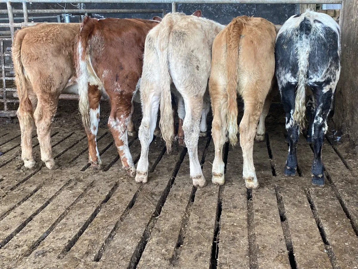 5 Heifer Weanlings - Image 1