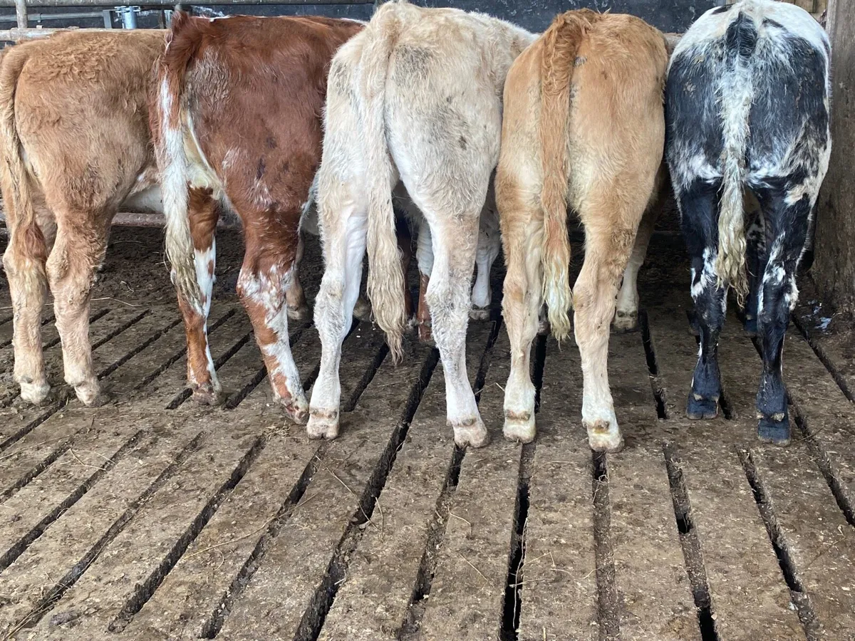 5 Heifer Weanlings - Image 4
