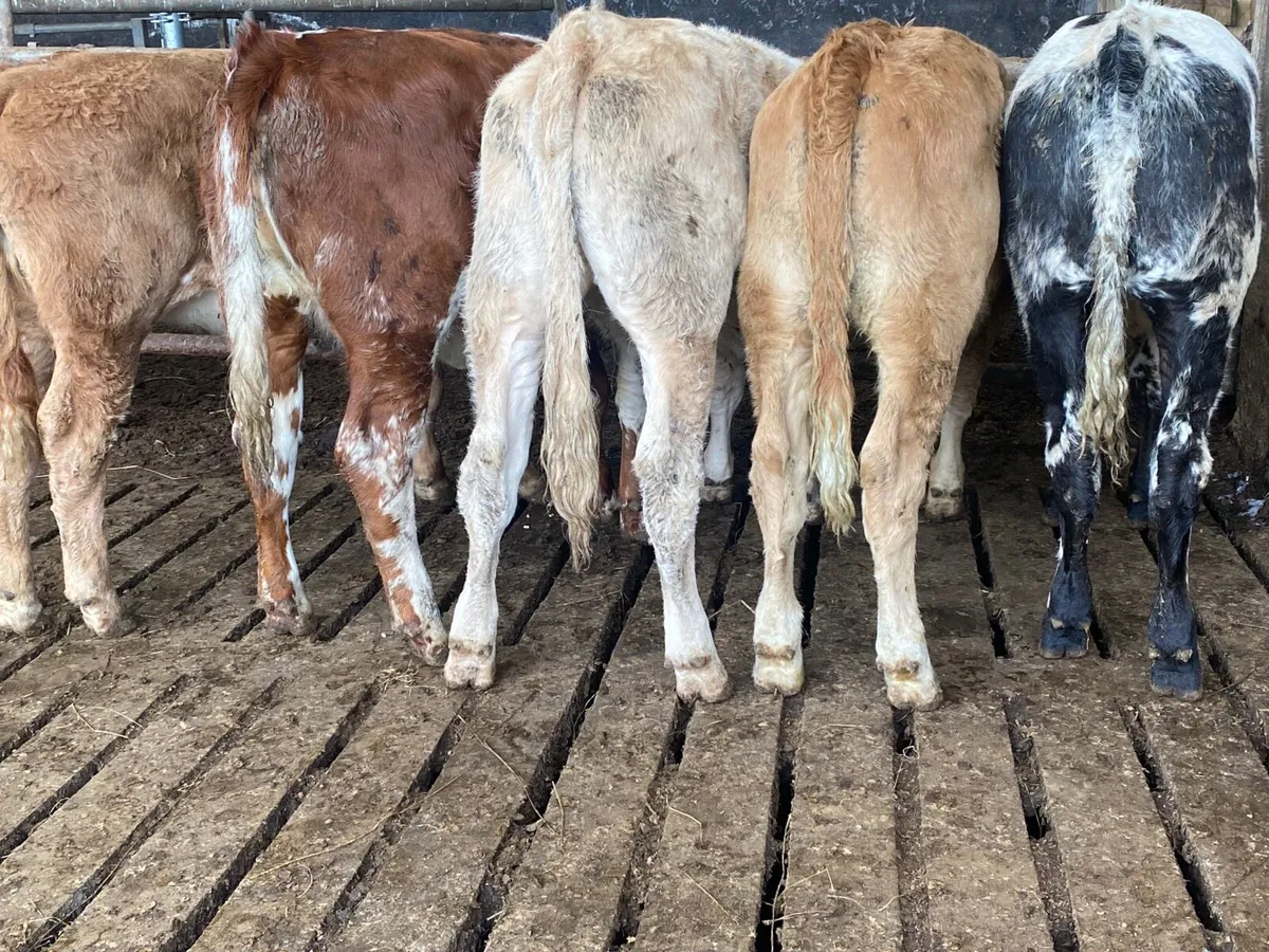 5 Heifer Weanlings - Image 2