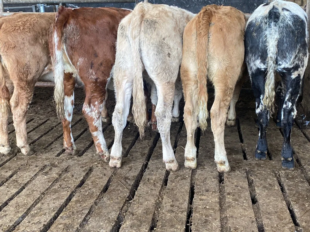 5 Heifer Weanlings - Image 3