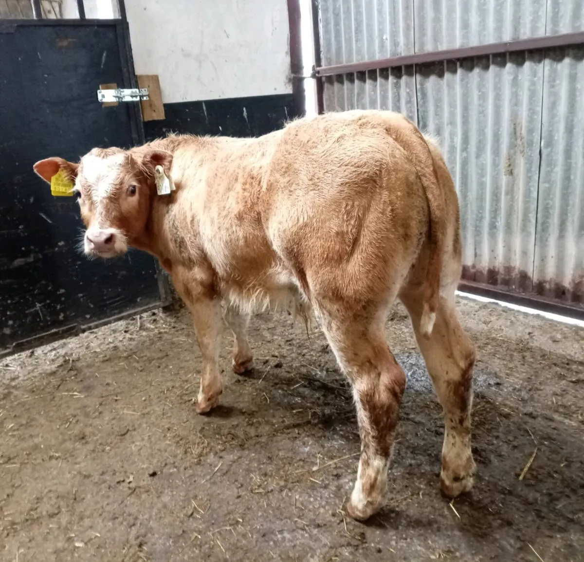 SUCKLER  BULL  CALF - Image 1