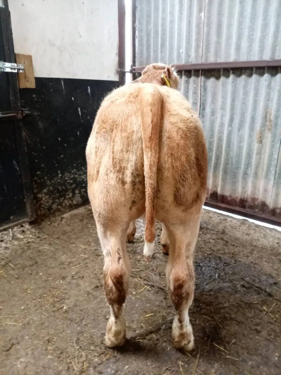 SUCKLER  BULL  CALF - Image 2