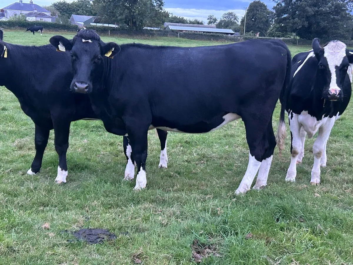 Freisian heifers - Image 4