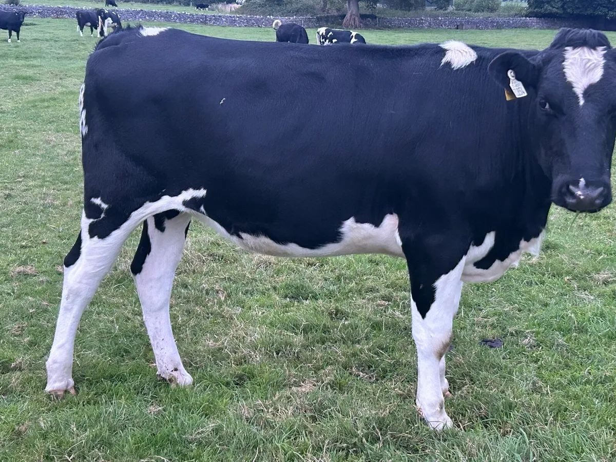 Freisian heifers - Image 2