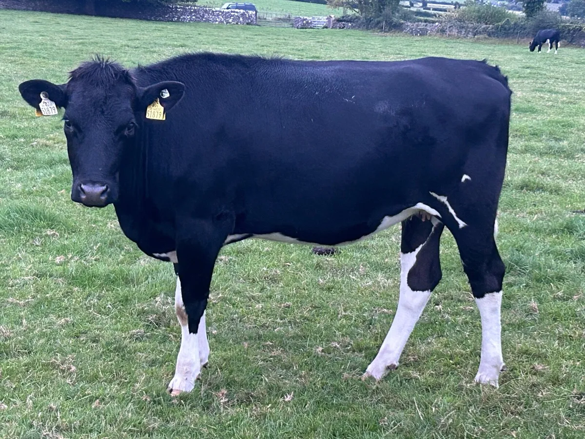 Freisian heifers - Image 1