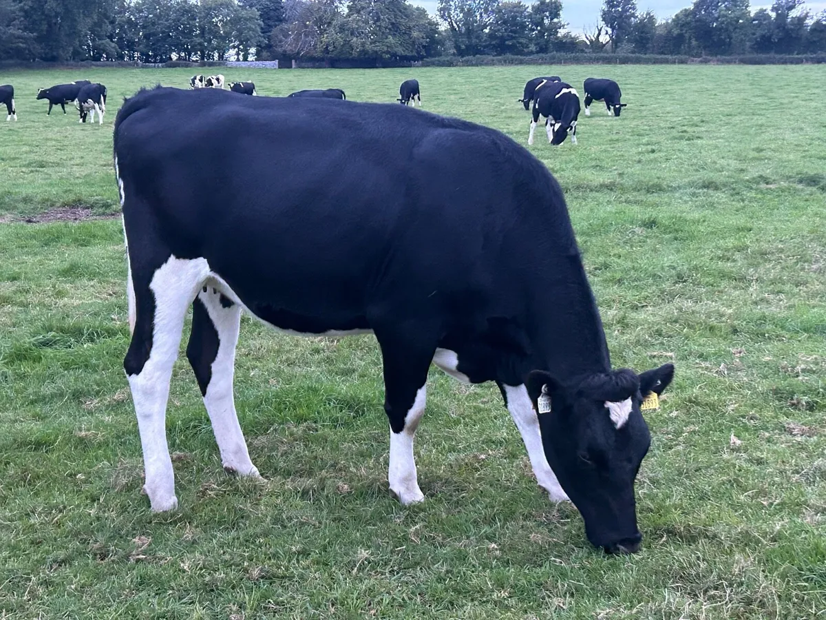 Freisian heifers - Image 3