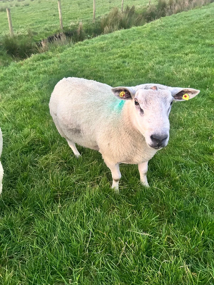 Aberfield ram - Image 1