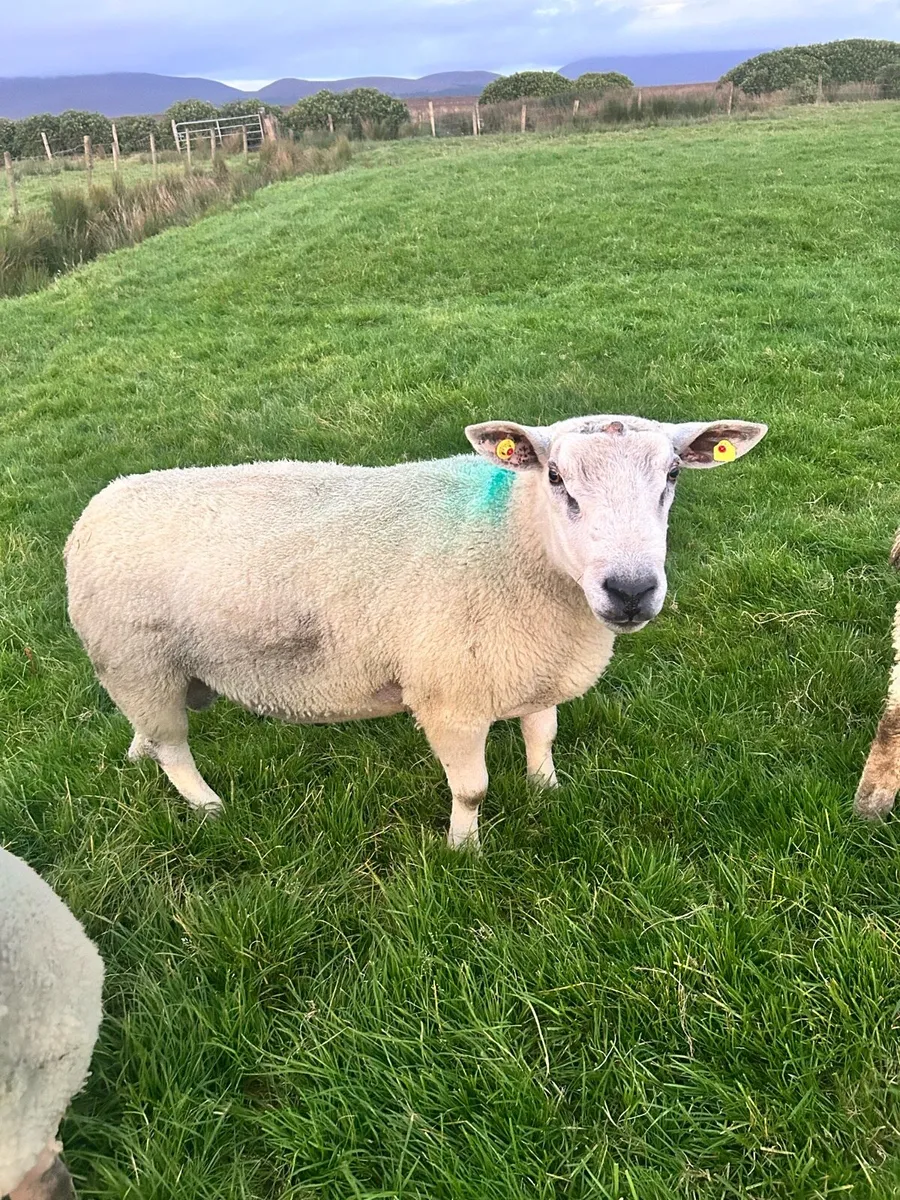 Aberfield ram - Image 2