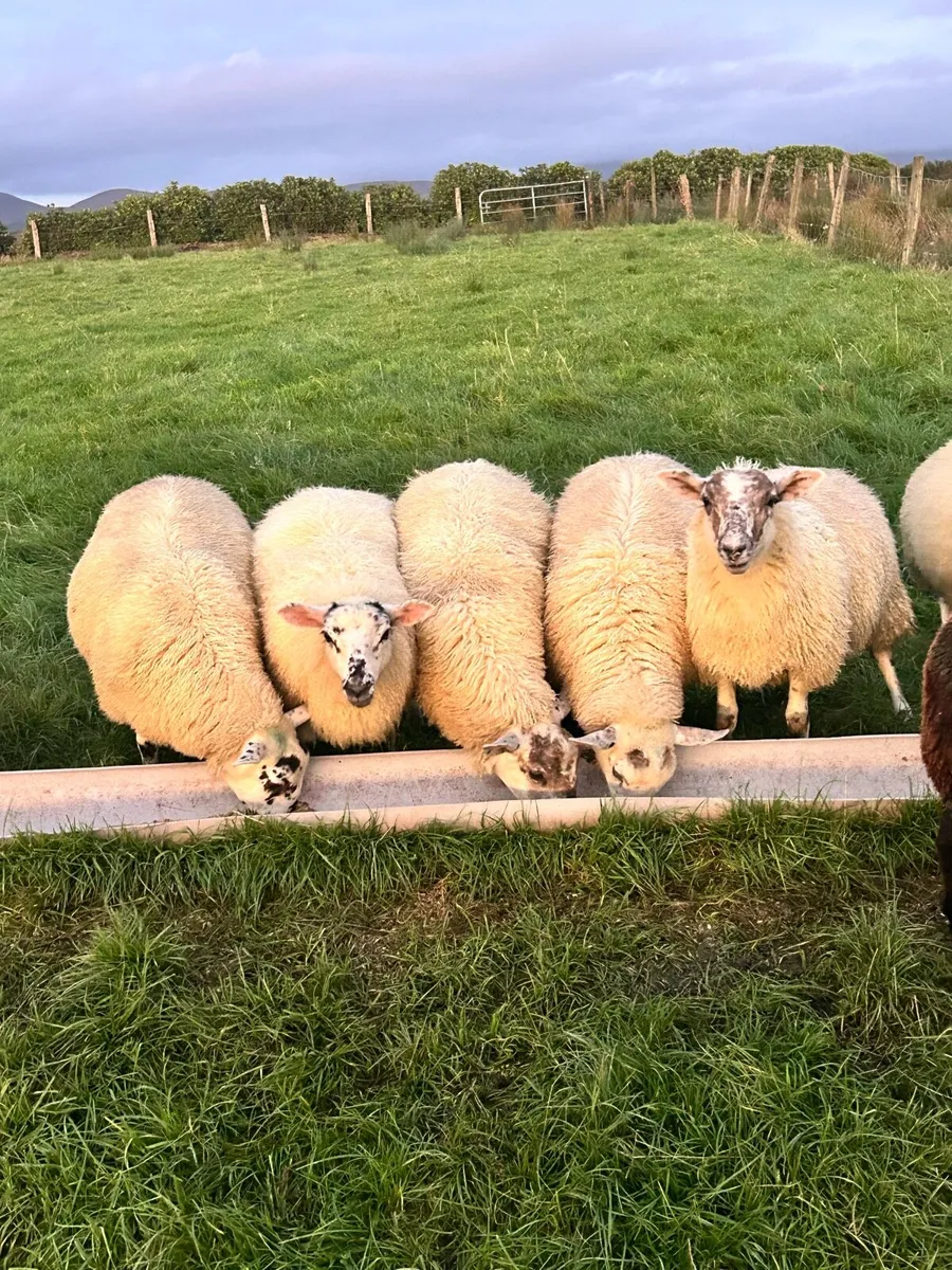 Aberfield ram - Image 3