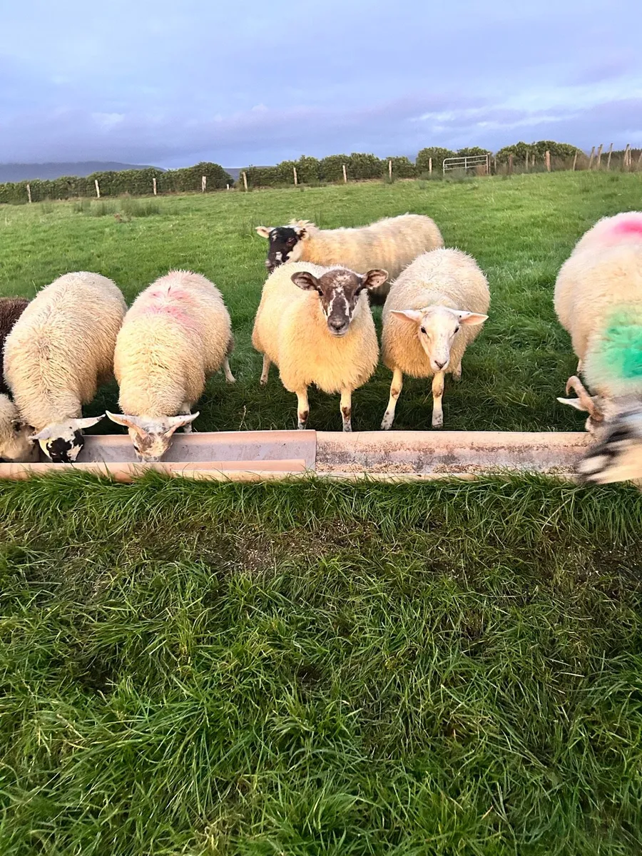 Aberfield ram - Image 4