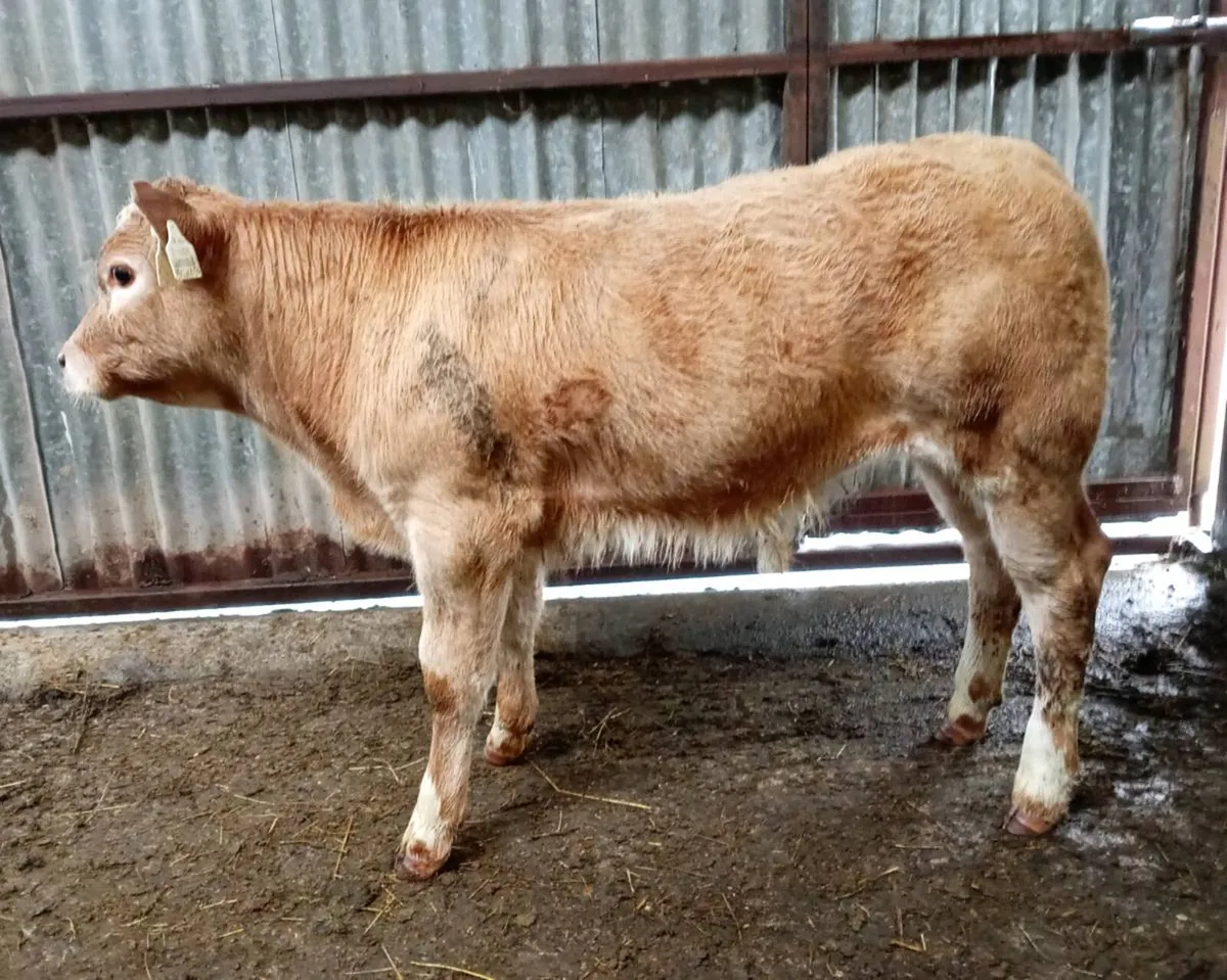 SUCKLER  BULL  CALF - Image 3