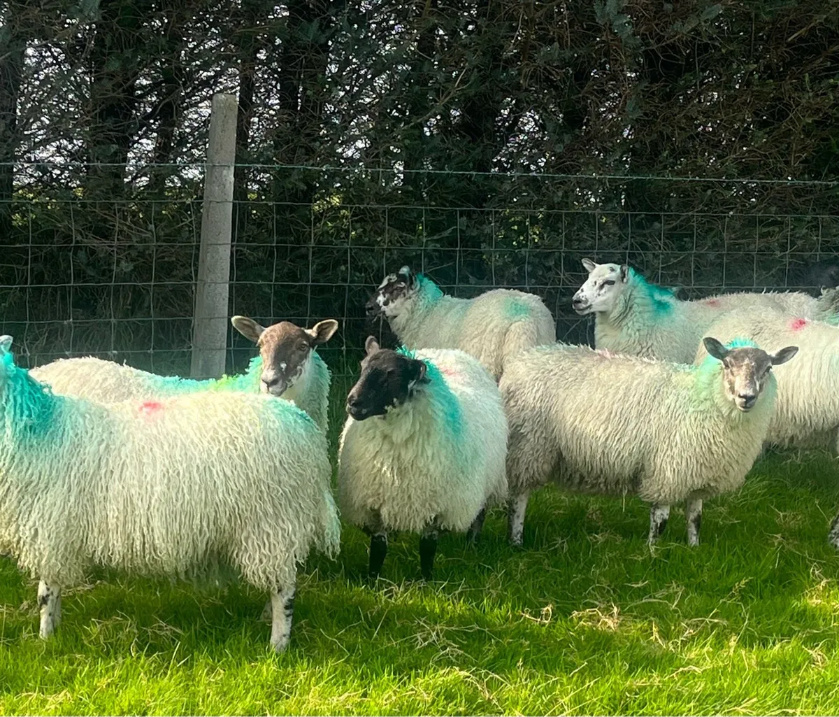 Aberfield Ewe Lambs - Image 2