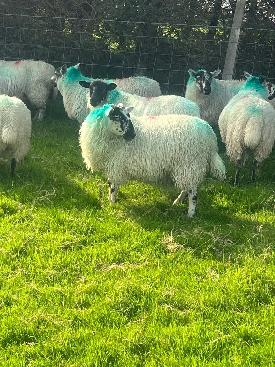 Aberfield Ewe Lambs - Image 3