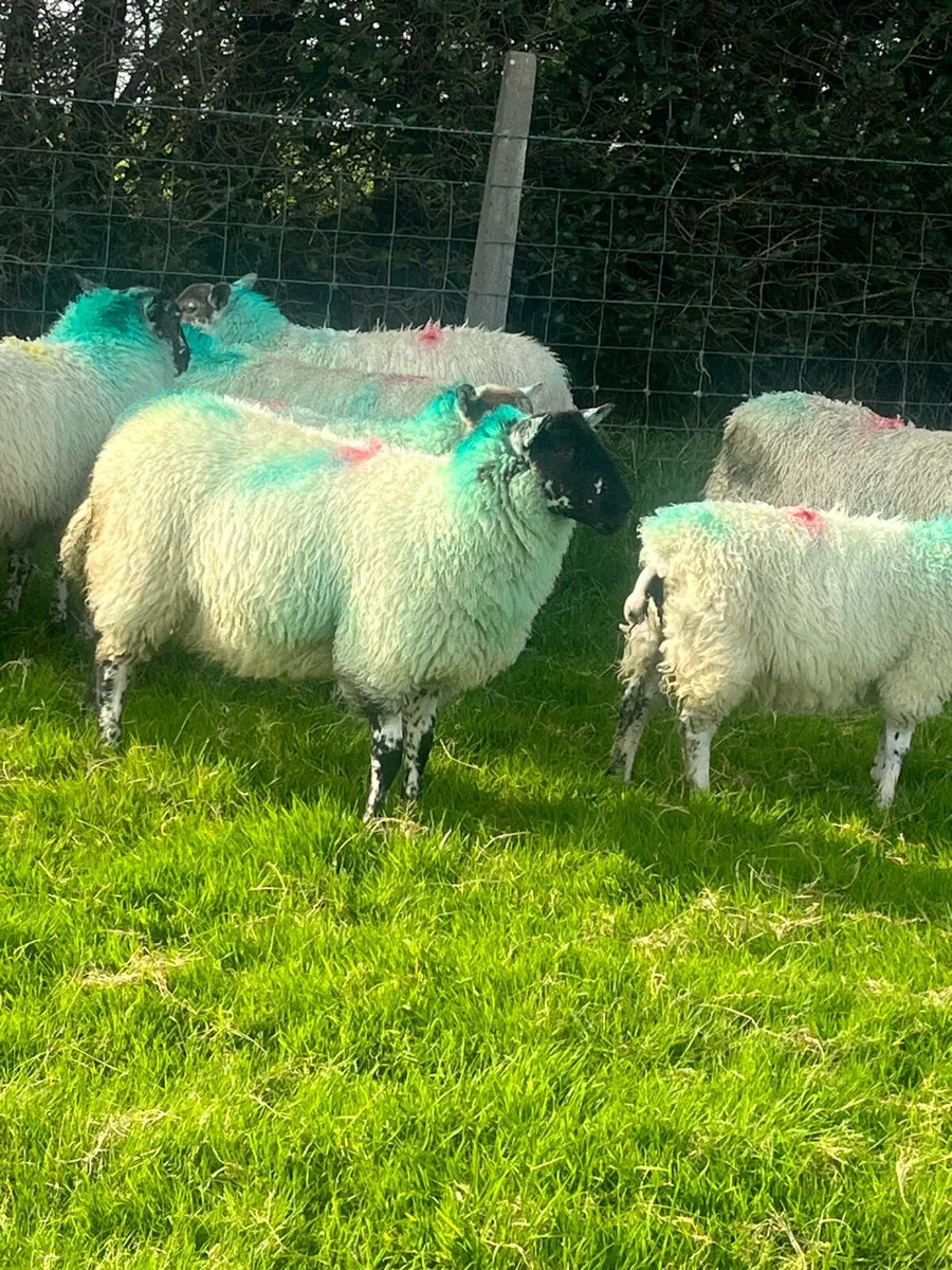 Aberfield Ewe Lambs - Image 4