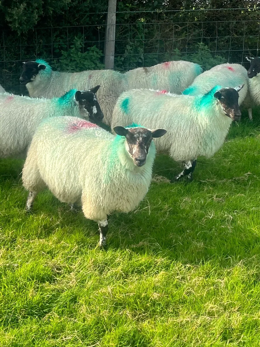 Aberfield Ewe Lambs - Image 1