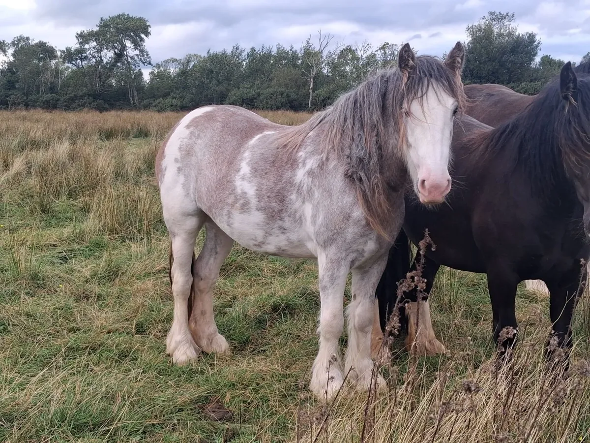 Show Type Strawberry Roan Filly - Image 4