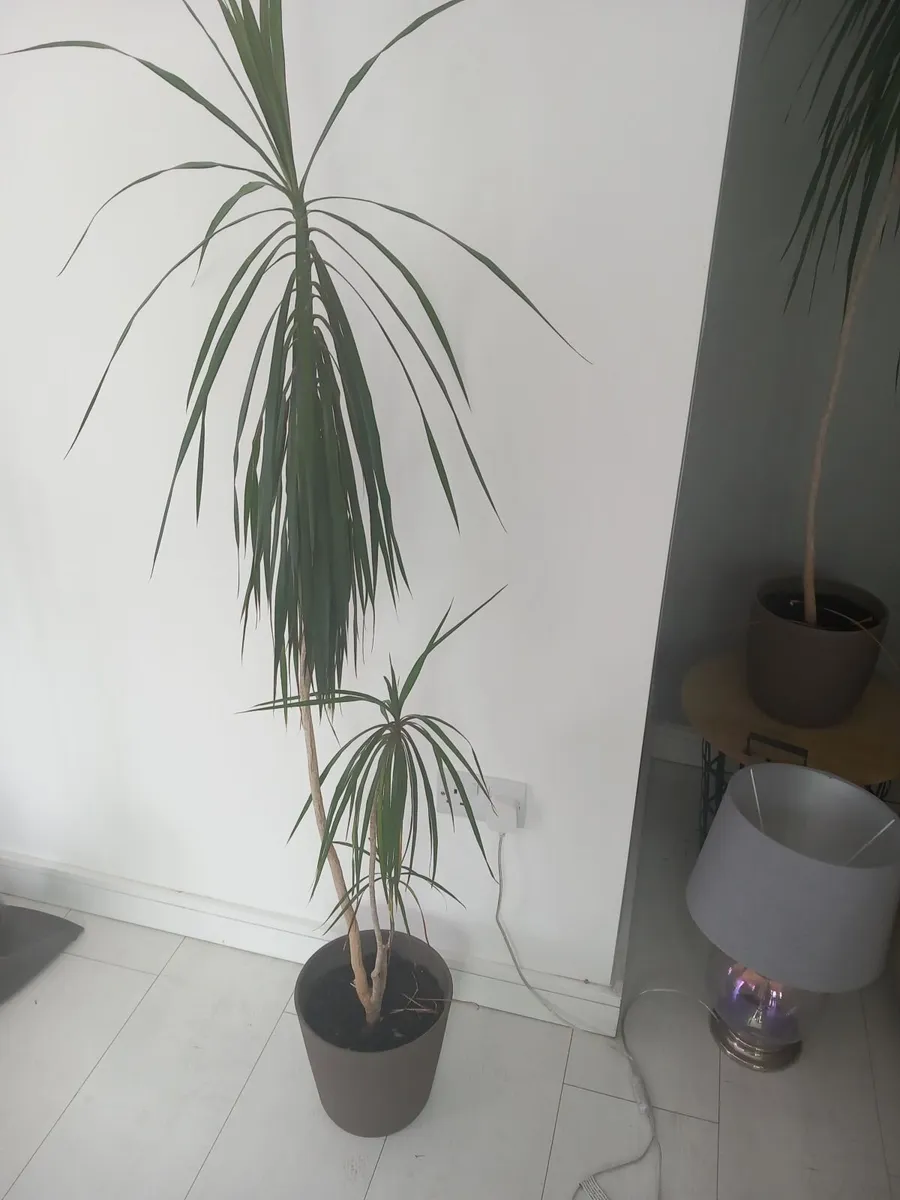 Indoor and strawberry plants - Image 2