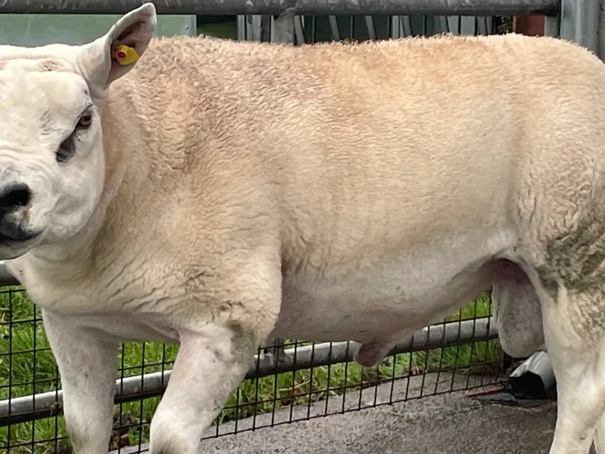 2 Year Old Ram - Image 3