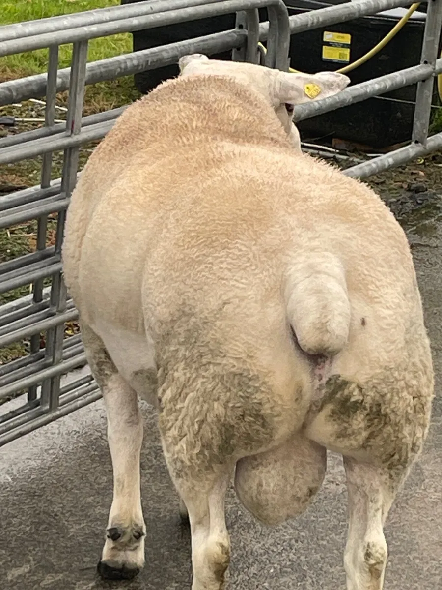2 Year Old Ram - Image 4