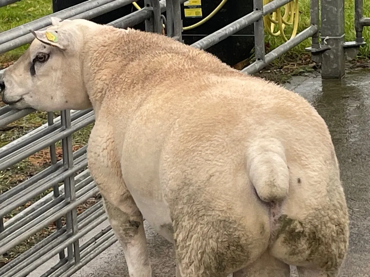 2 Year Old Ram - Image 2