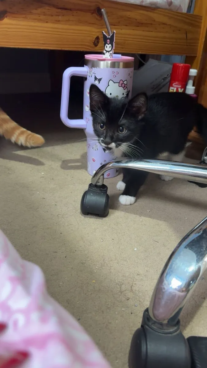 Kitten - Image 1