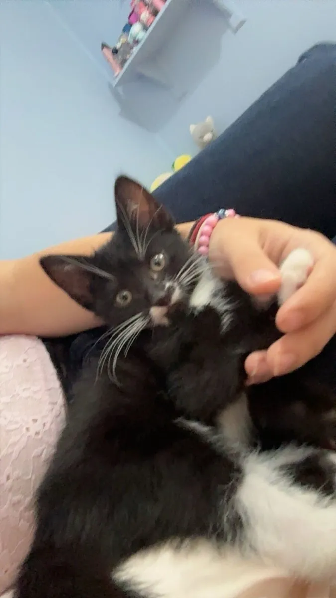 Kitten - Image 2