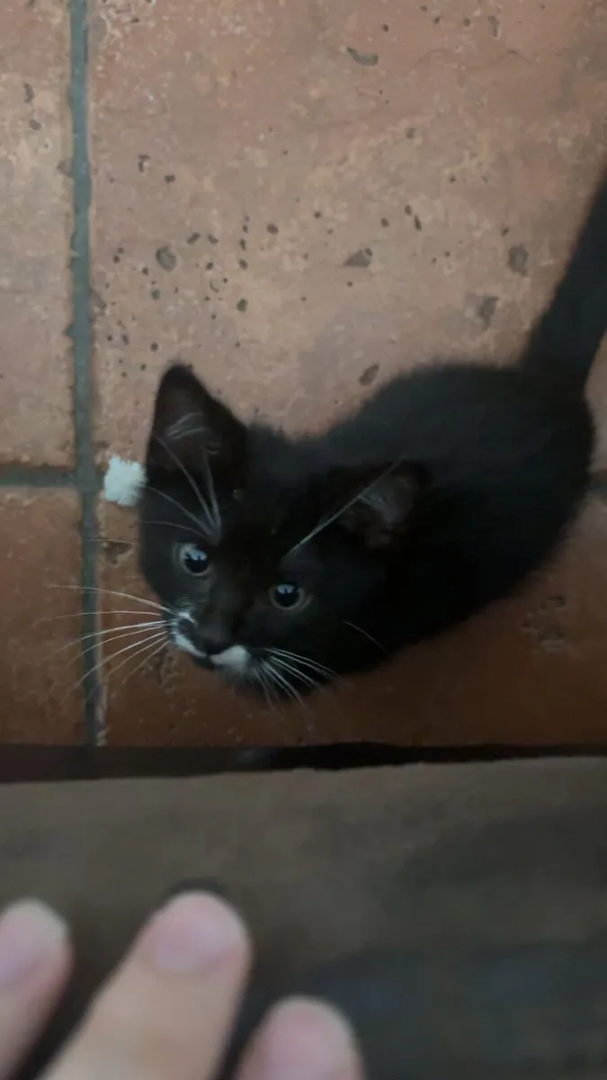 Kitten - Image 3
