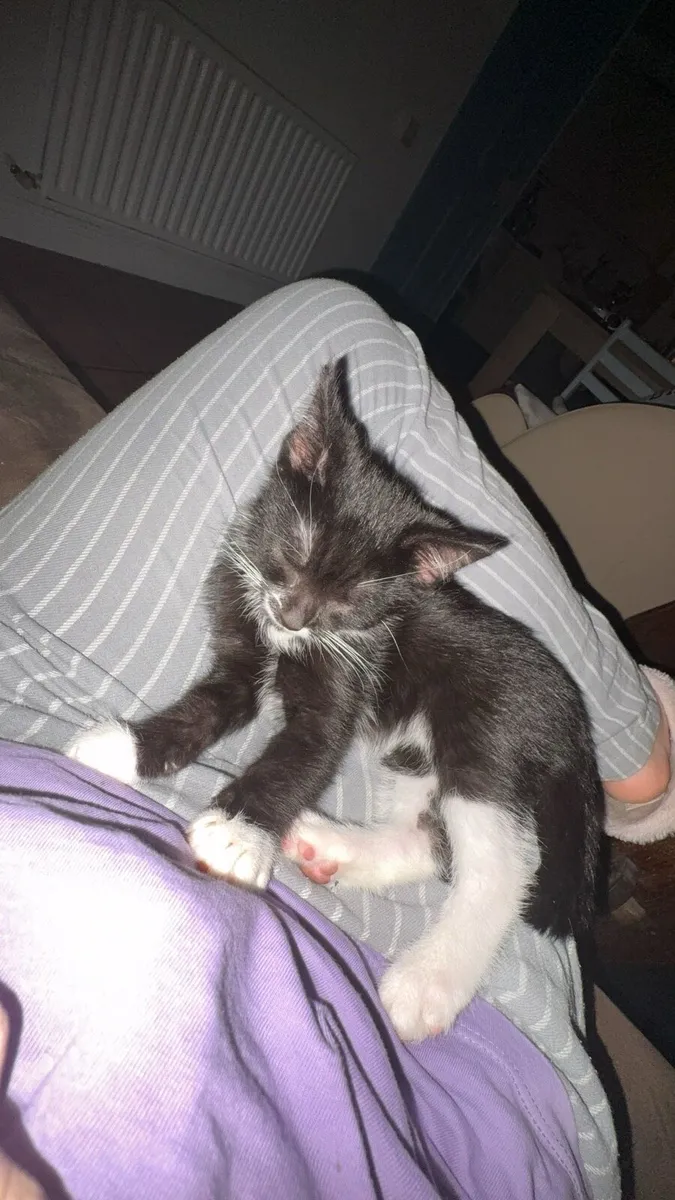 Kitten - Image 4