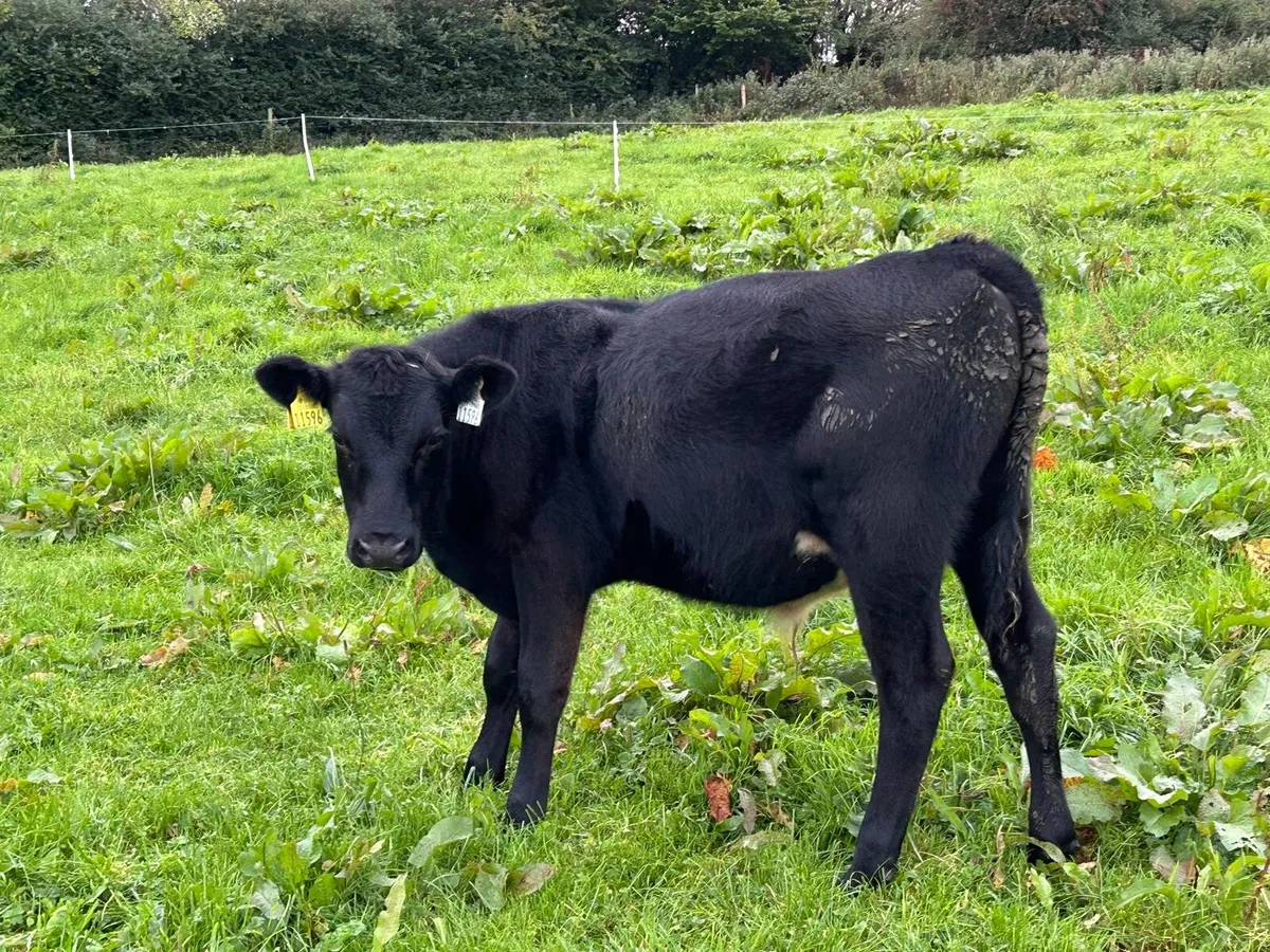 AAX Bull Weanlings - Image 2