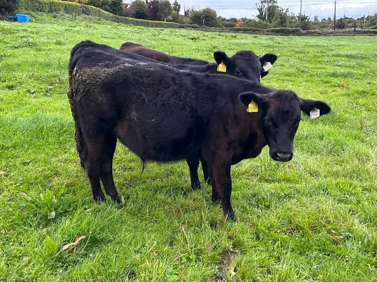 AAX Bull Weanlings - Image 3