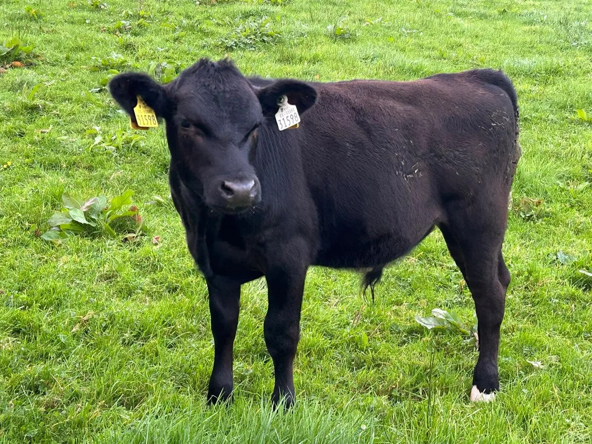 AAX Bull Weanlings - Image 4