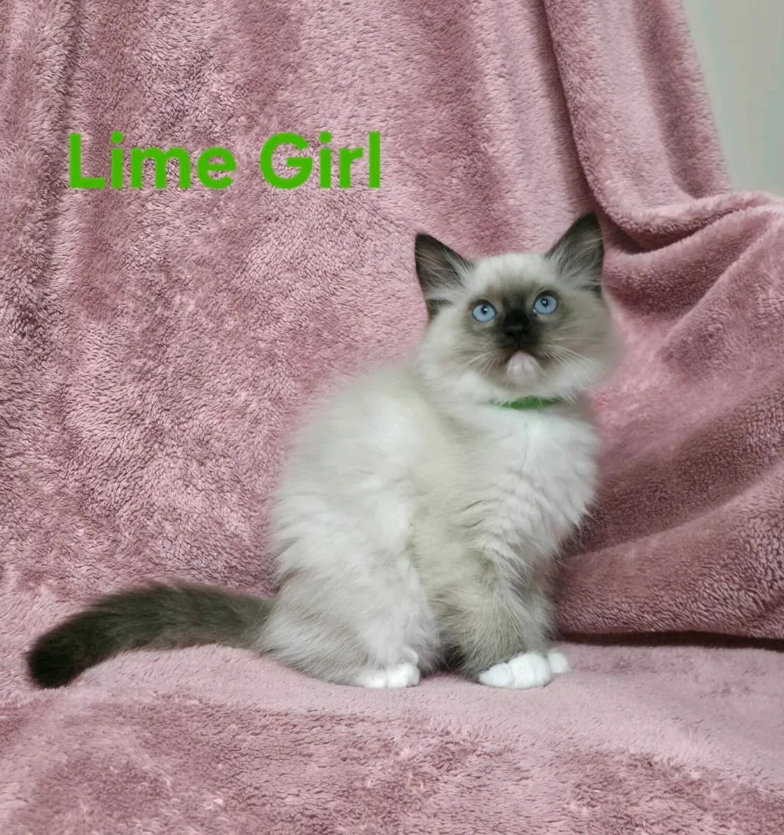 Ragdoll Kittens - Image 2