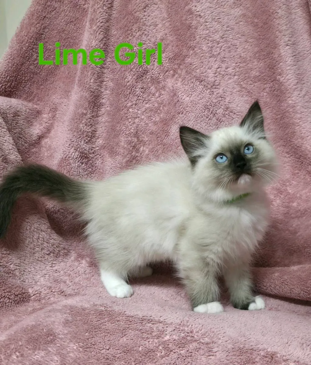 Ragdoll Kittens - Image 3