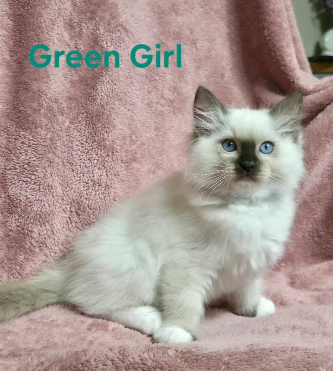 Ragdoll Kittens - Image 1