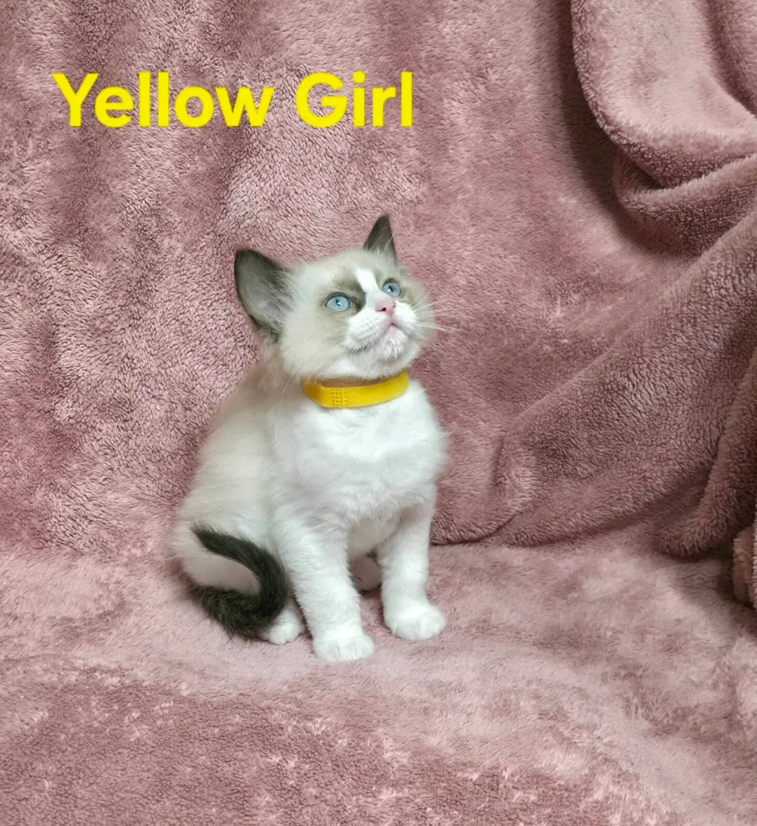 Ragdoll Kittens - Image 3