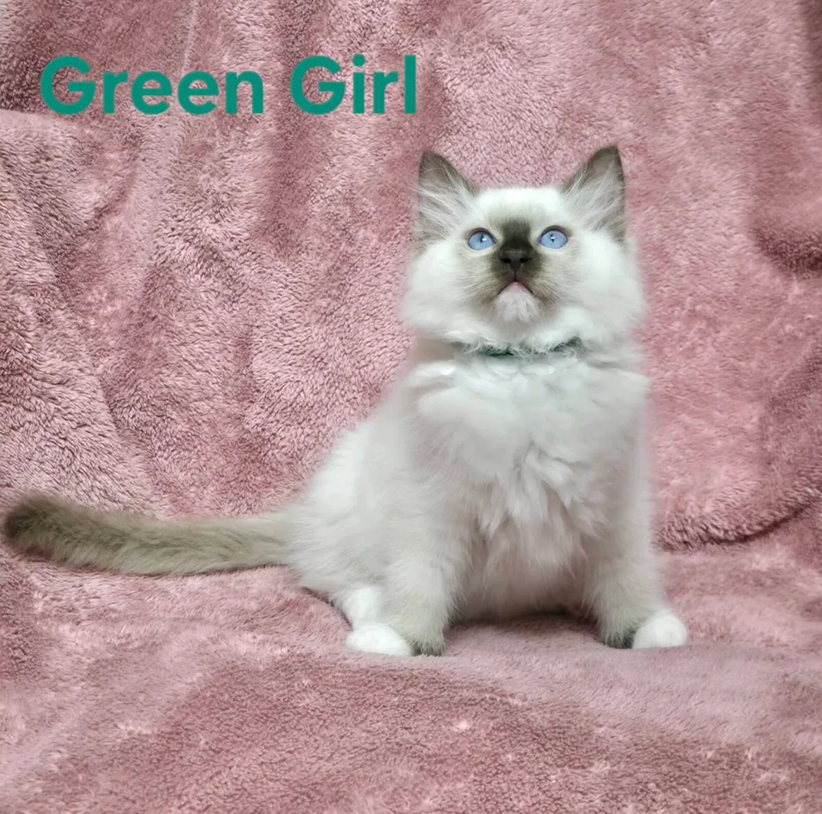 Ragdoll Kittens - Image 4