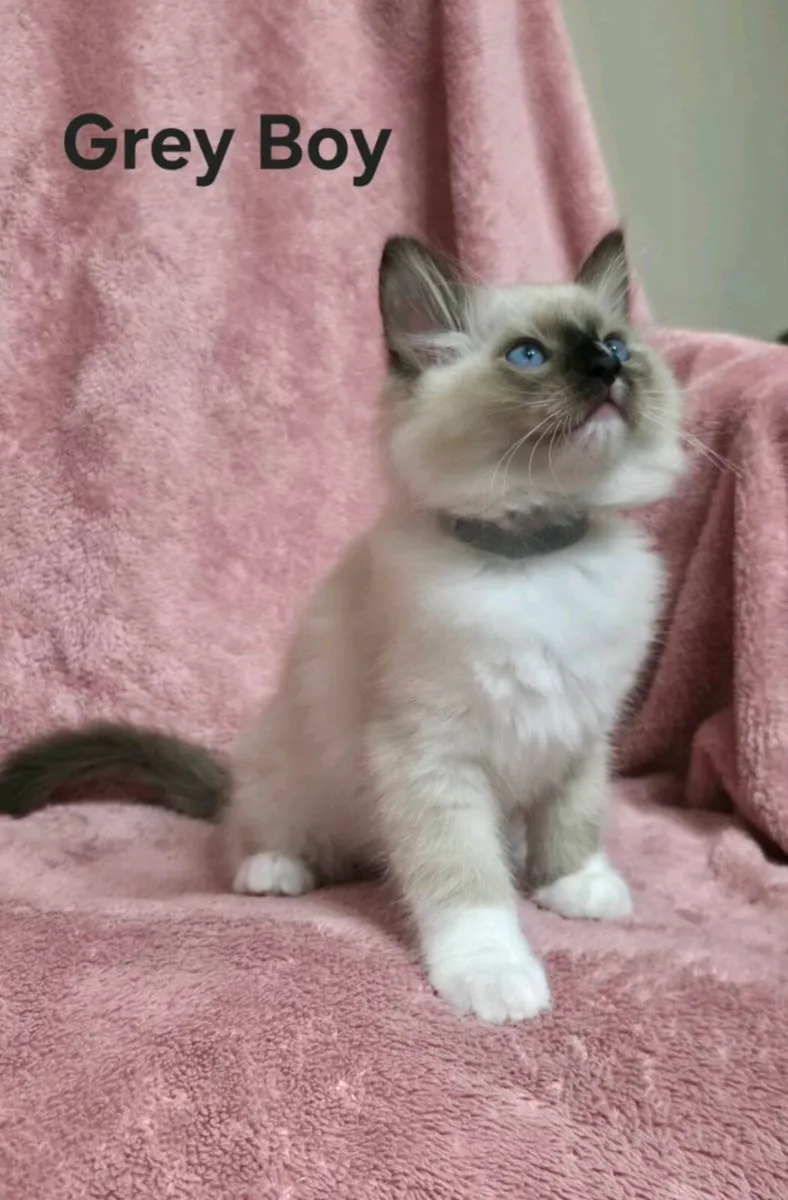 Ragdoll Kittens - Image 4