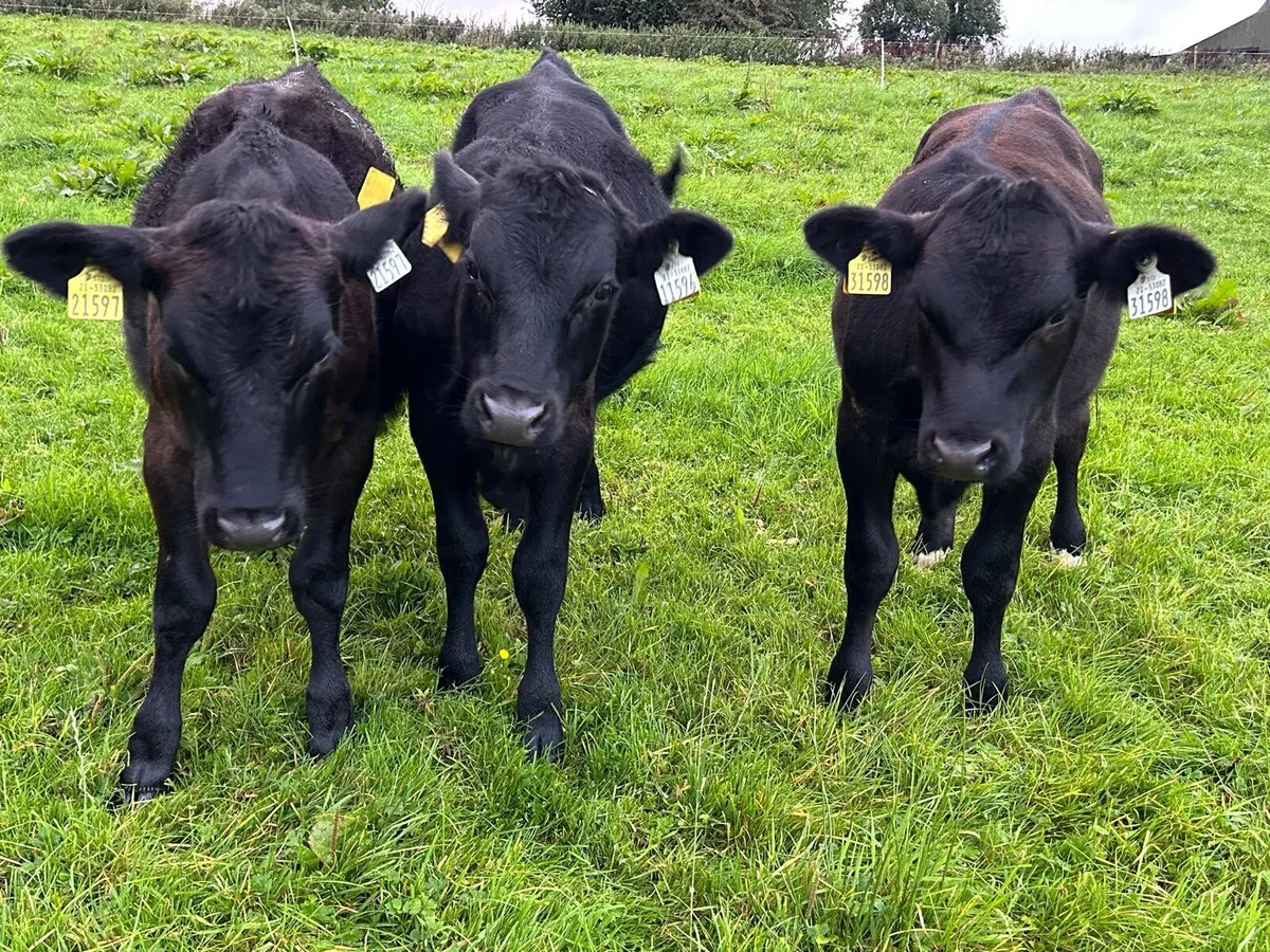 AAX Bull Weanlings - Image 1