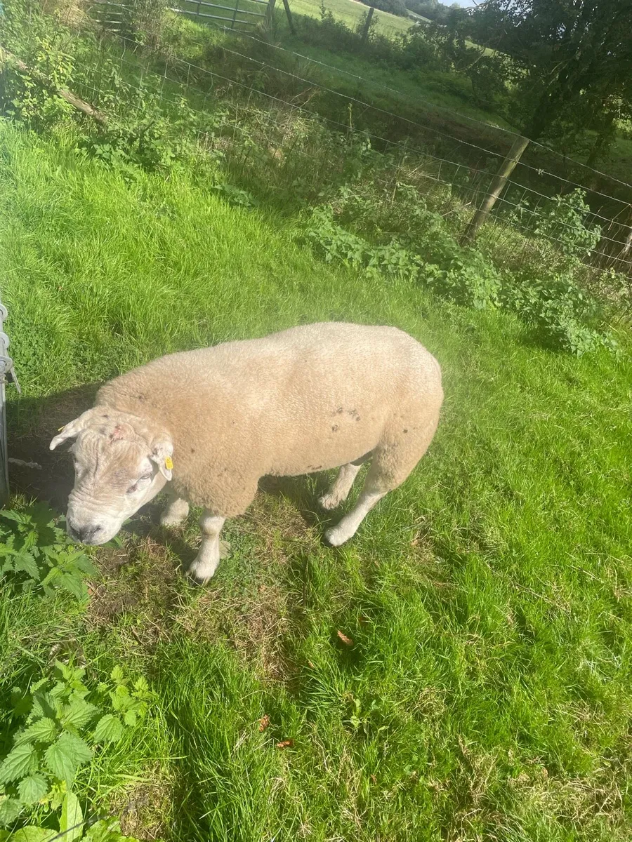 Texel Ram - Image 1